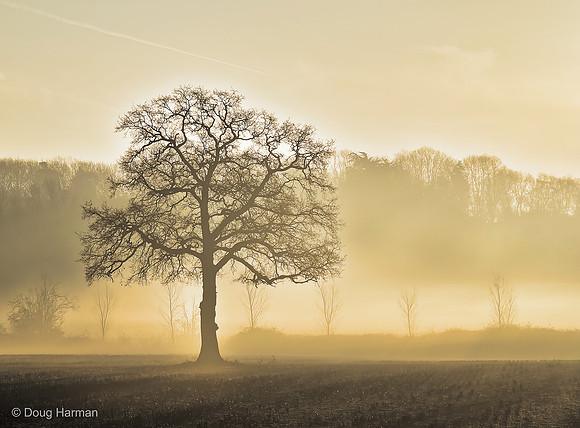 Golden Morning Mist