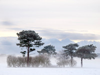 Snow and Ice Landscape