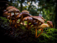 Fungi Cluster.