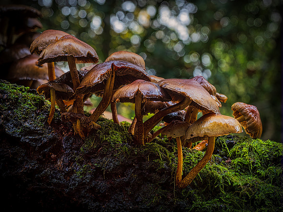 Fungi Cluster.